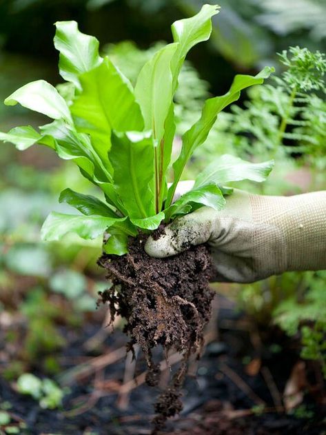 Fern Water Plants For Ponds, Backyard Fountain, Water Garden Plants, Flowering Perennials, Natural Swimming Ponds, Diy Pond, Fountains Backyard, Pond Ideas, Pond Liner