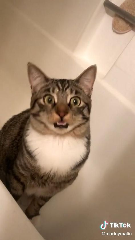 Cat Meowing Video, Koci Humor, Söt Katt, Haiwan Peliharaan, In Bathroom, Funny Cute Cats, Cute Cats And Kittens, Cute Animal Videos