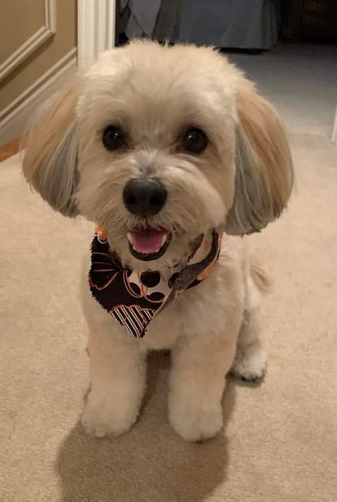 Shichon Haircut Styles, Shitzu Bichon Haircuts, Small White Dog Haircut, Teddy Bear Puppies Haircuts, Shih Tzu Poodle Haircuts, Small Fluffy Dog Haircuts, Dog Haircuts Maltese, Dog Haircut Ideas, Cute Maltipoo Haircut