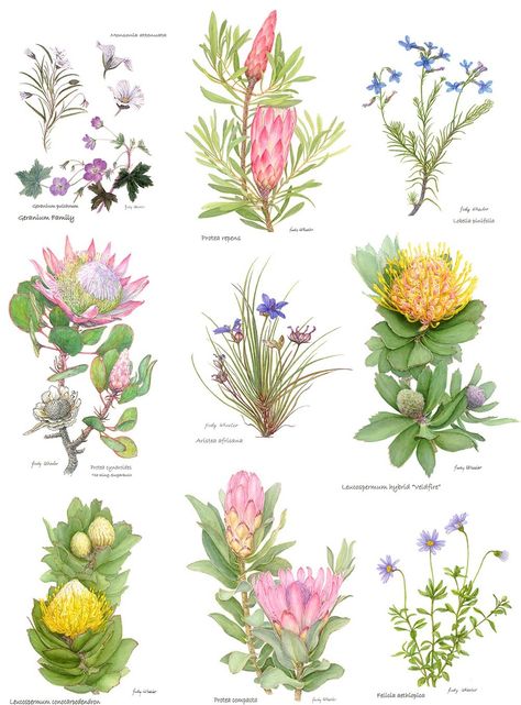 South African Wild Flowers, South African Flower Bouquet, Australian Native Flowers Illustration, Fynbos Illustration, Ancestry Tattoo, South African Flowers, Sustained Investigation, Culture Books, Loose Watercolor Flowers