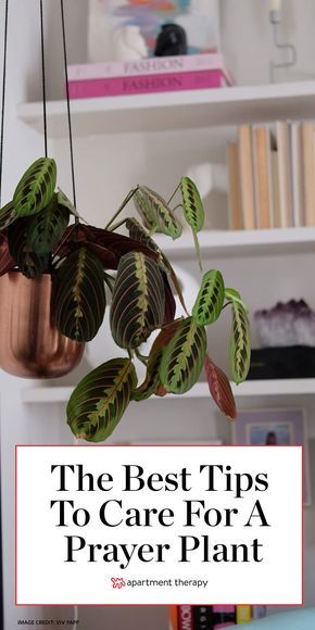 Prayer Plant Care, Plant Care Houseplant, Plant Hacks, Prayer Plant, Survival Gardening, Inside Plants, Indoor Plant Care, House Plant Care, House Plants Indoor