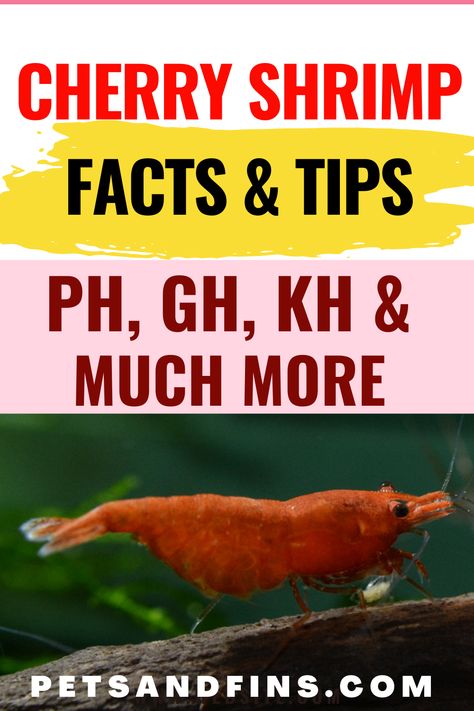 Pet Shrimp, Freshwater Shrimp, Red Cherry Shrimp, Ph Water, Aquarium Shrimp, Cherry Shrimp, Sea Monkeys, Shrimp Tank, Dead Fish