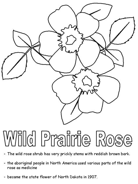 Wild Prairie Rose, Rose Coloring, Rose Outline, Rose Coloring Pages, Prairie Rose, Botanical Line Drawing, Best Flags, Hebrews 12, Flag Coloring Pages