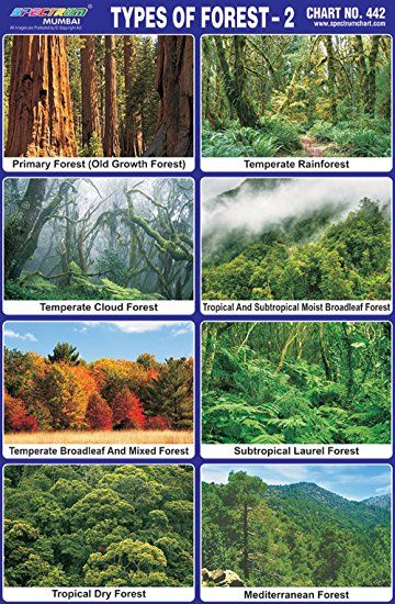 Education Chart, Forest Unit, Different Types Of Forests, Project Border, Mediterranean Forest, Rainforest Project, Dry Forest, Old Growth Forest, Types Of Forests