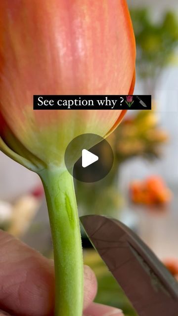 FLORAL DESIGN & WORKSHOP 🇺🇸🇵🇭 on Instagram: "24k✨Magic ,Tulip tips and tricks !! Neck-slitting helps to maximize the vase life of tulips 🌷 The benefit of this technique is that it allows better water uptake, preventing the stem from sealing up and promoting longer-lasting tulips in your masterpiece 👍🏼😃 …. rate this hack from 1 to 5 ⭐️ . . . #tulips #brunomars #24kmagic @freshtulips #flowerhack #flowertipsandtricks #dailyinspo #freshflowers #jun_pinon #europeandobermann #betelgesdoberman #dogofinstagram #puppylove #amaryllis #freshfits #tremdingflowers" Tulip Vase Arrangement, How To Care For Tulips Indoors, Tulip Growing Tips, How To Take Care Of Tulips In A Vase, Tulip Tips, Siam Tulip Care, Tulip Bulbs In A Vase, Tulip Floral Arrangements, Tulip Arrangement Ideas