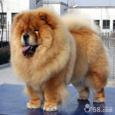 The Chow-Chow~ Perros Chow Chow, Super Pictures, Chow Chow Dog, Chow Dog, Chow Chow Puppy, Big Dog Breeds, Chow Chow Dogs, Huge Dogs, Lion Dog