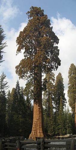 Tree Sentinel, Giant Sequoia Trees, Giant Sequoia, Redwood Trees, Sequoia Tree, Conifer Trees, Giant Tree, Redwood Tree, Redwood Forest