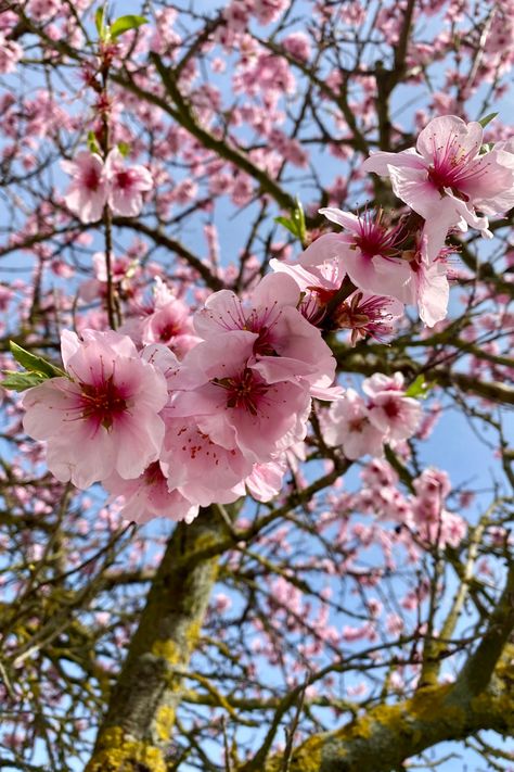 Pink cherry blossom tree, blue sky Selene Aesthetic, Cherry Blossom Aesthetic, Blossom Aesthetic, Sakura Aesthetic, Japanese Spring, Sakura Blossoms, Sakura Flowers, Photography Videos, Japanese Sakura