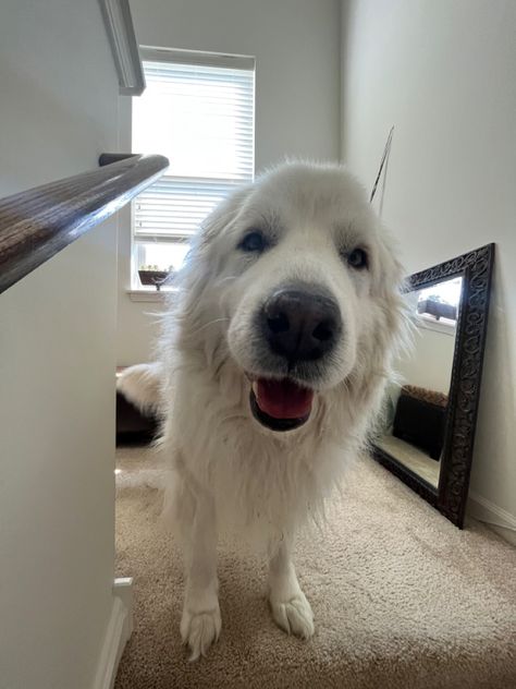 Cute Great Pyrenees, Cowboy Husband, Pyrenees Puppies, Great Pyrenees Puppy, Life Plans, Pyrenees Dog, 2024 Board, Great Pyrenees Dog, Great Pyrenees