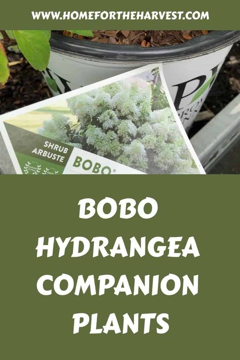 Bobo hydrangea companion plants Bobo Hydrangea Hedge, Bono Hydrangea, Boho Hydrangea Plant, Bobo Hydrangea Companion Plants, Bobo Hydrangea Landscaping, Boxwoods And Hydrangeas Front Of House, Hydrangea Bobo, Bobo Hydrangeas, Hydrangea Companion Plants