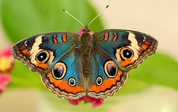 Common Buckeye Butterfly, Buckeye Butterfly, Ok Fine, Colorful Moths, Misty Dawn, Beautiful Butterfly Photography, Butterfly Species, Moth Caterpillar, Mission Accomplished