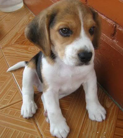 I want this for christmas!!!! XDXD!! Foxhound Puppy, Beagle Pictures, American Foxhound, Every Dog Breed, Dog Anatomy, Cute Beagles, The Fox And The Hound, Beagle Dog, Baby Dogs