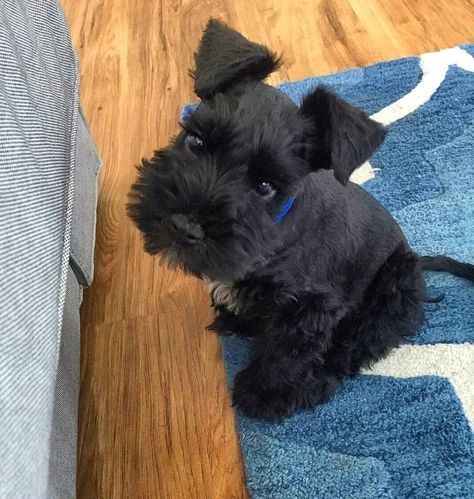 Mini Schnauzer Puppies, Miniature Schnauzer Puppies, Schnauzer Puppy, Very Cute Dogs, Pretty Animals, Silly Animals, Cute Dogs And Puppies, Cute Animal Photos, Cute Creatures