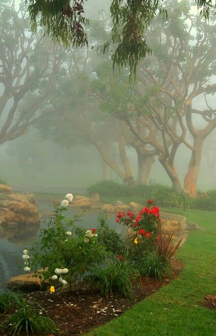 Bonito, Nature, Misty Day Aesthetic, Magical Photography, Morning Photography, Winter Rose, Beautiful Collage, Foggy Morning, Spring Wallpaper