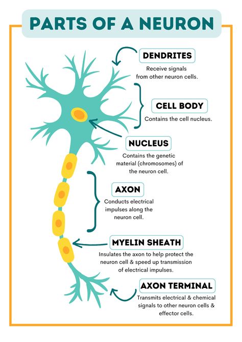 Learn Biology, Psychology Notes, Nursing School Motivation, Basic Anatomy And Physiology, Study Biology, Nurse Study Notes, Nursing Student Tips, Biology Facts, Medical Student Study