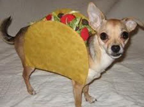 Jodie's Taco Dog Upcycling, Danny Dog, Funny Pet Costumes, Dog Costumes Funny, Puppy Costume, Pet Halloween Costumes, Animal Costumes, Teacup Chihuahua, Funny Animal Photos