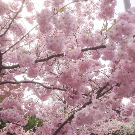 Soft Pink Theme, Pretty Backgrounds, Nothing But Flowers, Sakura Flower, Flower Therapy, Pink And White Flowers, Pink Themes, Japanese Aesthetic, Spring Vibes