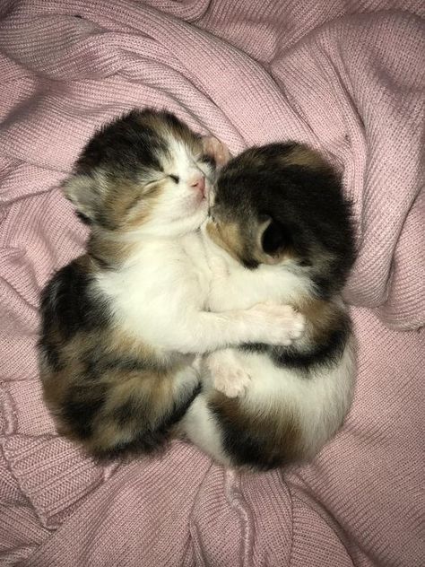 Sleeping Kittens, 2 Kittens, Kitten Cuddle, Cat Cuddle, Sleeping Kitten, Cute Cats Photos, Kittens And Puppies, Cat Sleeping