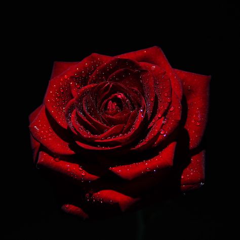 Rose Pic, Black Mermaid Dress, Burning Rose, Rose Flower Photos, Dark Red Roses, Red Roses Wallpaper, Rosé Aesthetic, Flower Background Wallpaper, Rose Rouge