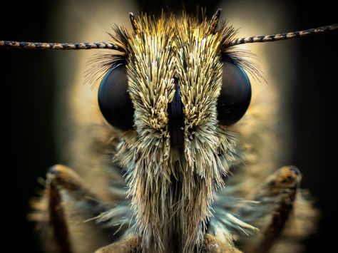 Focus stacking: How to achieve pin sharp macro shots - Amateur Photographer Dog Christmas Photos, Macro Photography Tips, Hand Lens, Photo Techniques, Macro Shots, Depth Of Field, Macro Lens, How To Level Ground, Shutter Speed