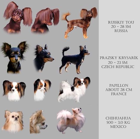 Russkiy Toy, Papillon Puppies, Russian Toy Terrier, Long Hair Chihuahua, Dog Infographic, Toy Terrier, Papillon Puppy, Rare Dogs, Rare Dog Breeds