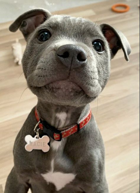 Staffy Dog Aesthetic, Pitbulls Aesthetic, Baby Pitbulls Puppies, Pit Bull Aesthetic, Puppies Staffy, Staffy Puppies, Dog Drawing Reference, Pitbull Aesthetic, Dog Videos Funny