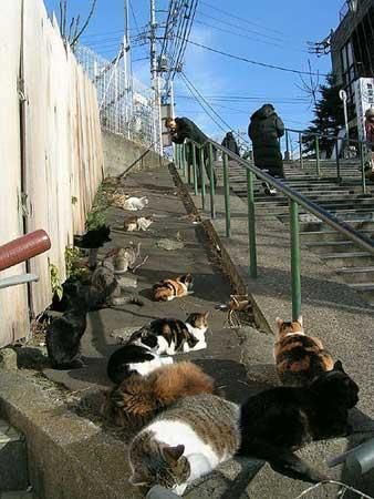 Tashirojima, Japan. 'Cat Island'--a place where cats outnumber people. Cat Island Japan Aesthetic, Cat Island Japan, Travel Visionboard, Japan Cat, Cat Heaven, Cat Island, Japan Guide, World Cat, Japanese Cat