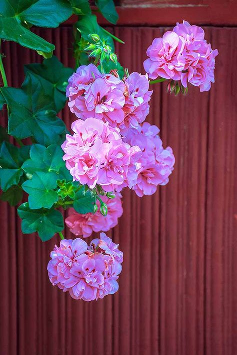 Ivy Geranium Hanging Baskets, Growing Geraniums, Hanging Ivy, Geranium Care, Ivy Geraniums, Ivy Flower, Tan Flowers, Geranium Plant, Plants Hanging