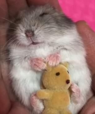 Bear Hamster, Hamster Pics, Hamsters As Pets, Tattoo Wallpaper, Hamster Life, Hamster Habitat, Baby Hamster, Tiny Teddies, Funny Hamsters