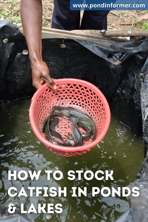 Guide to stocking catfish in ponds & lakes, with information on popular types of catfish for ponds, how to prepare your pond for catfish, how to create a stocking plan, and more! Catfish Pond, Catfish Farming, Survival Knowledge, Big Pond, Blue Catfish, Shrimp Farming, Sustainable Farm, Fish Types, Fishing Pond