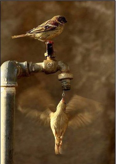 You cant get yourself into Flow, you can only get others into Flow! Scenic Pictures, Perfectly Timed Photos, Two Birds, Pretty Birds, Small Birds, Pics Art, Rumi, Bird Watching, Birdy