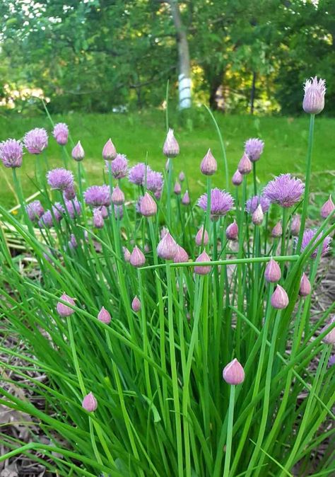 Chives are one of the easiest, foolproof herbs to grow at home. Learn how to grow chives at home with these gardening tips. #gardening #homesteading #gardenhacks Herbs To Grow At Home, How To Grow Chives, Chives Garden, Grow Chives, Beans Seeds, Growing Chives, Summer Border, Gardening Herbs, Herbs To Grow