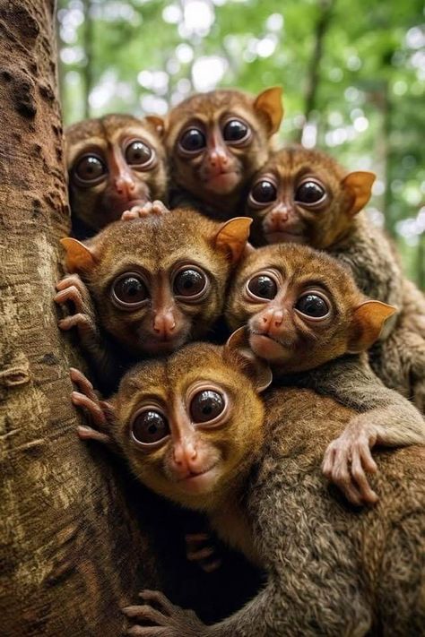 Animal Selfies, African Animals Photography, Fauna Marina, Animal Groups, Unusual Animals, Rare Animals, Cute Wild Animals, African Animals, Primates