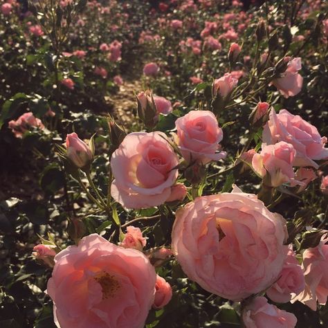 Florals Aesthetic, Red Minimalist, Tout Rose, Plants Are Friends, Flowers Rose, No Rain, Nature Aesthetic, Flower Child, Love Flowers