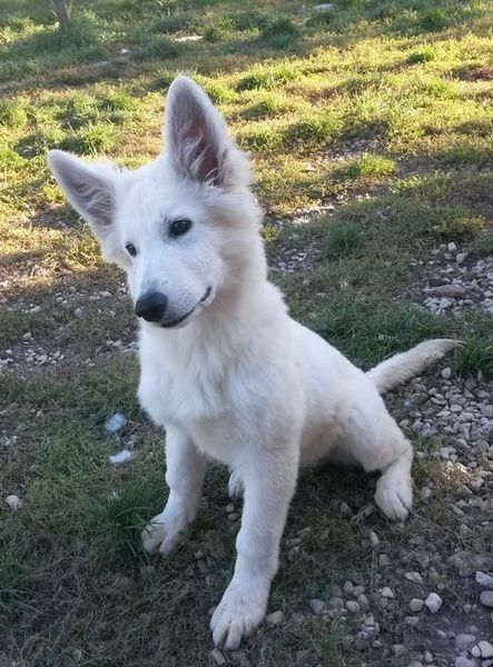 German Shepherd Puppies White, White Gsd, Blue German Shepherd, Born To Win, Swiss Shepherd, White Shepherd, Dogs Grooming, White German Shepherd, Gsd Puppies