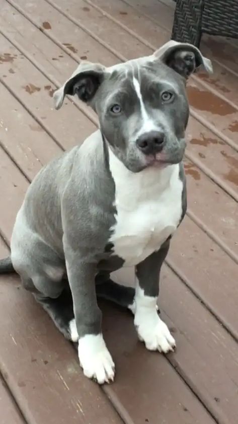 Blue Nosed Pitbull, American Pitbull Terrier Blue, Blue Staff, Blue Pit Bull, Blue Nose Pitbull Puppies, Pitbull Blue, Blue Pitbull, Regard Animal, Staffy Dog