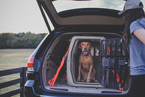 Dog Car Travel, Collapsible Dog Crate, Dog Hot Spots, Dog Travel Crate, Dog Car Accessories, Dog Organization, Dog Cages, Companion Dog, Dog Safety