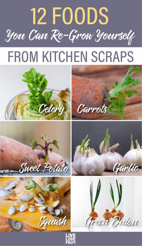 Grow Food Scraps, How To Grow Food From Scraps, Grow Food From Scraps, Growing Vegetables Hacks, Planting From Scraps, Vegetables You Can Grow From Scraps, How To Regrow Vegetables From Scraps, How To Grow Vegetables From Scraps, Regrow Onion From Scraps