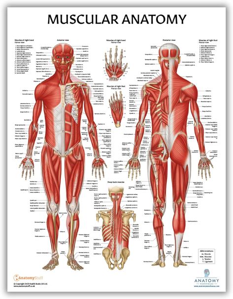 LAMINATED, 17.3 x 22.5 Inches, Muscles Diagram, Medical Posters, Muscular System Poster, Human Anatomy Poster Human Muscular System, Muscular System Anatomy, Muscle Diagram, Medical Posters, Muscular System, Medical Care, Human Anatomy, Science Education, Anatomy