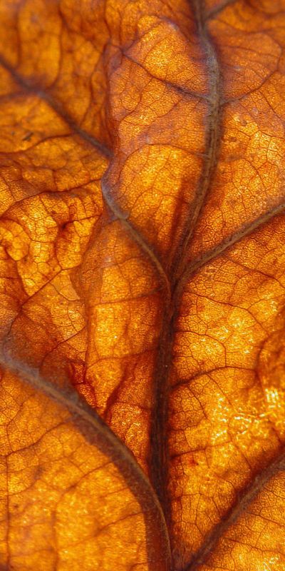 Sycamore Leaf, Foto Macro, Theme Nature, Orange Aesthetic, Macro Lens, Amber Color, Natural Forms, Colorful Leaves, Inspirational Images