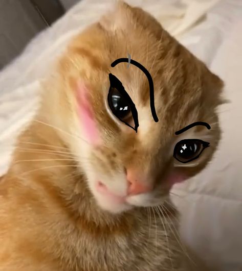 Credits : ME. Cats With Drawn On Eyebrows, Cat Raising Eyebrow, Eyebrow Cat, The Rock Eyebrow, Skin Tone Clothing, Crazy Eyebrows, Draw Eyebrows, How To Draw Eyebrows, Cats Memes