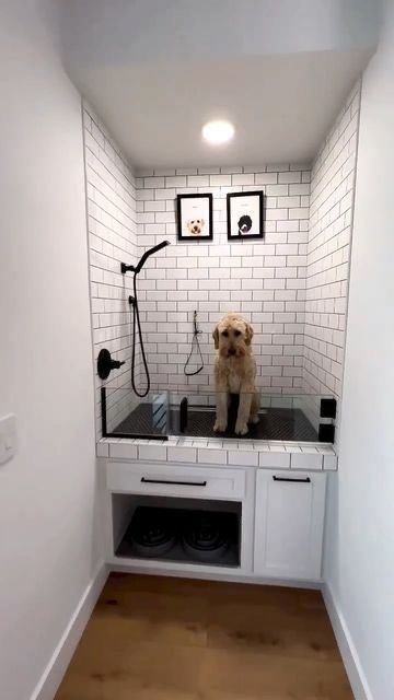 Dog Friendly Apartment, Dog Bathing Tips, Baby Doodles, Lakehouse Design, Bathing Tips, Dog Room Design, Dog Station, Dog Room Decor, Dog Bathing