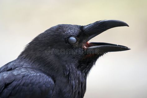 Crow Head, Head Drawings, Raven Head, Head Reference, Anatomy Drawing, All Birds, Song Bird, Portrait Girl, Drawing Inspiration