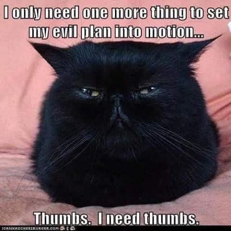 Funny Cat Photos, Angry Cat, A Black Cat, Cute Black Cats, Funny Cat Pictures, Grumpy Cat, E Card, Funny Animal Pictures, Pretty Cats