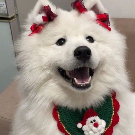 Dog Christmas Pictures, Blushing Anime, Really Cute Puppies, Samoyed Dogs, Wolf Dog, Fluffy Animals, Cute Cats And Dogs, Cute Creatures, Christmas Dog