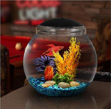 Koller Products 1-Gallon Fish Bowl with LED Lighting (Multiple Color Selections) Koller Products Fish Bowl Decorations, Glass Fish Bowl, Cool Fish Tanks, Mini Aquarium, Aqua Culture, Betta Fish Care, Diy Tank, Betta Tank, Beta Fish