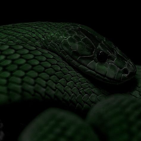 Snake Slytherin, Slytherin Common Room, Green Academia, Dark Green Wallpaper, Draco Malfoy Aesthetic, Slytherin Pride, Catty Noir, Slytherin Harry Potter, Dark Green Aesthetic