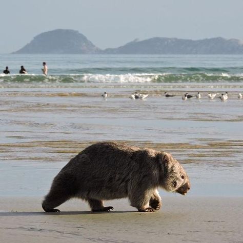 Wilsons Prom, Wilsons Promontory, New Zealand Adventure, Australian Continent, South Pacific Islands, Tasmanian Devil, Before Sunset, Northern Territory, Summer Family