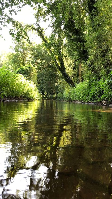 Green Nature Video, Water Jungle, Jungle Video, Mountain Pictures, Ocean Pictures, Scenery Pictures, Jungle Green, Fantasy Places, Rock Pools