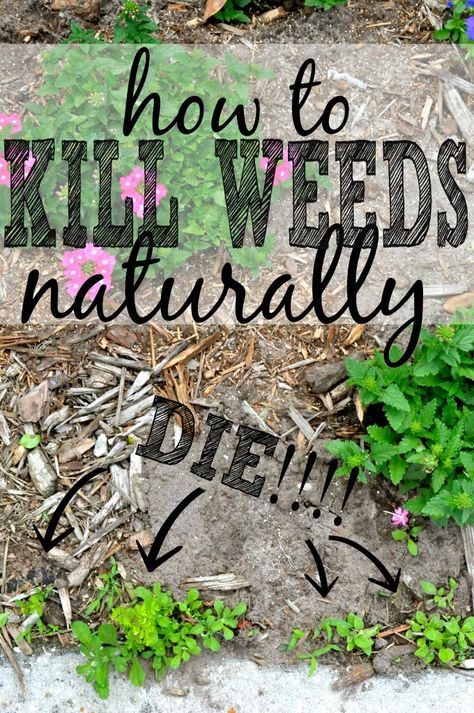 3 Killer Ways to Get Rid of Weeds Naturally #DIY #GARDENING Kill Weeds Naturally, Diy Banners, Kill Weeds, Garden Hacks, Backyard Diy, Honey Bees, Yard Work, Garden Tips, Sandbox